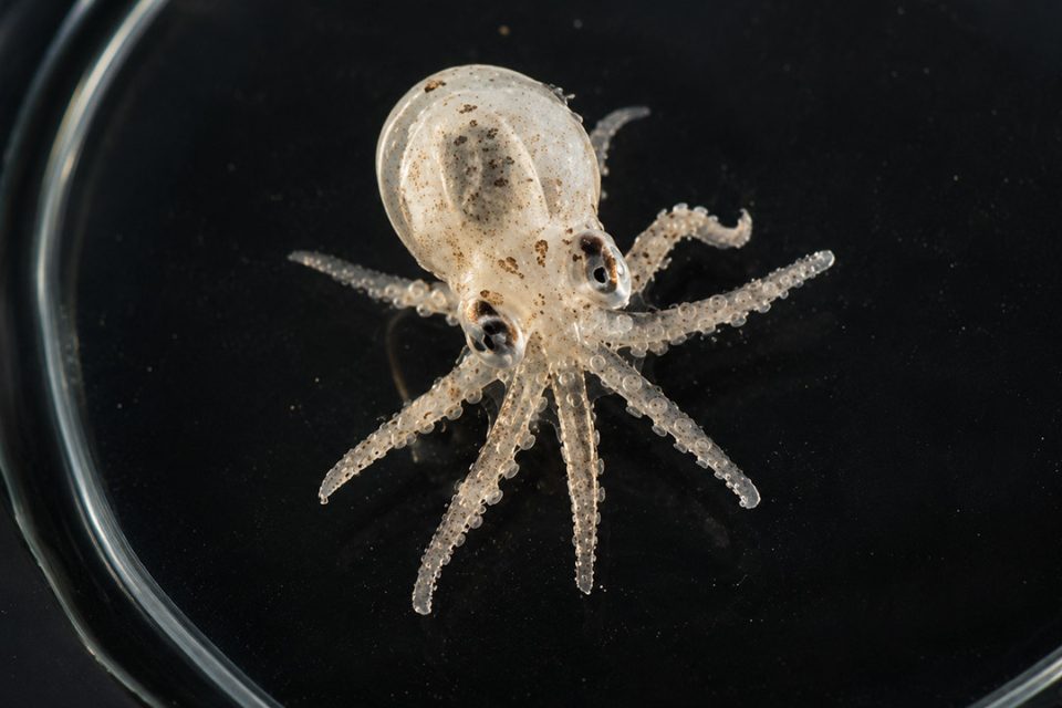 Paralarva de pulpo común