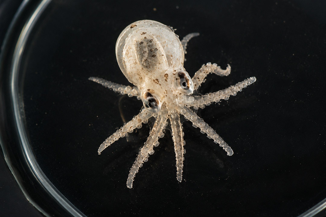 Paralarva de pulpo común
