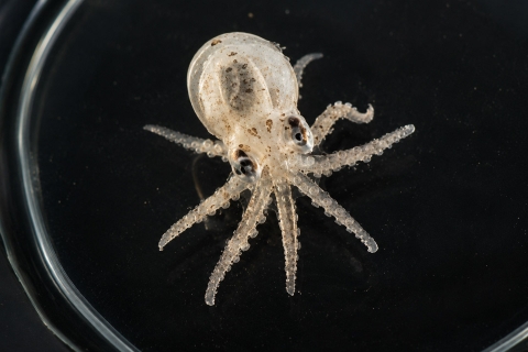 Paralarva de pulpo común