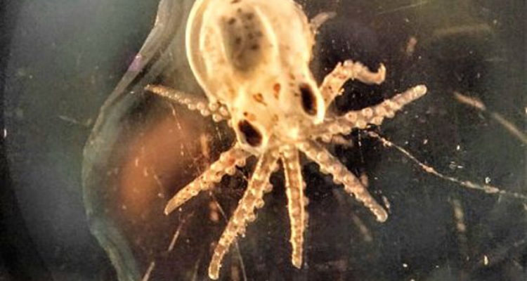 Paralarva pulpo (Octopus vulgaris) - Centro Oceanográfico de Vigo del IEO