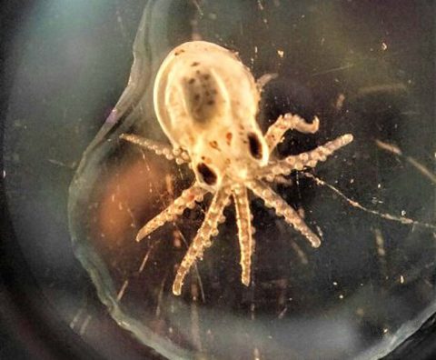 Paralarva pulpo (Octopus vulgaris) - Centro Oceanográfico de Vigo del IEO