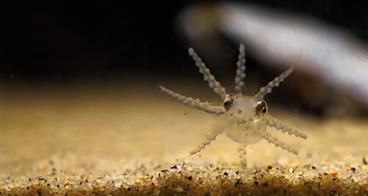 paralarva-pulpo-iim-csic