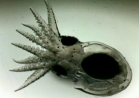 paralarva-pulpo-octopus-vulgaris-ieo-vigo