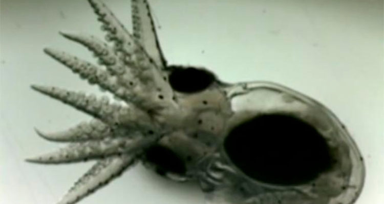 paralarva-pulpo-octopus-vulgaris-ieo-vigo