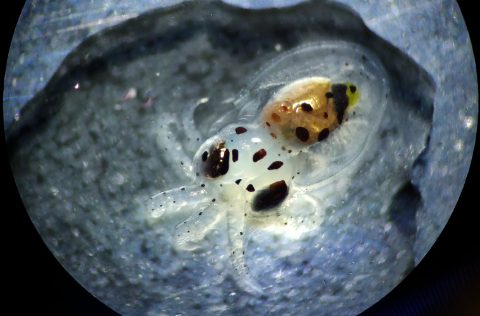 Paralarva de pulpo (Octopus vulgaris) | Pescanova Biomarine Center