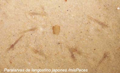 Paralarvas de langostino japon&eacute;s nacidas en el Mar&iacute;timo Zaporito