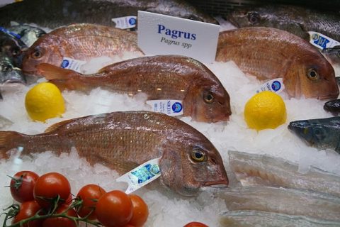 pargo-comon-sea-bream