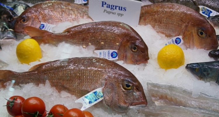 pargo-comon-sea-bream