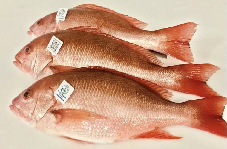Pargo rojo (Lutjanus peru) de Earth Ocean Farms Pargo rojo (Lutjanus peru) de Earth Ocean Farms