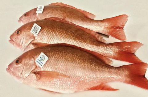 Pargo rojo (Lutjanus peru) de Earth Ocean Farms