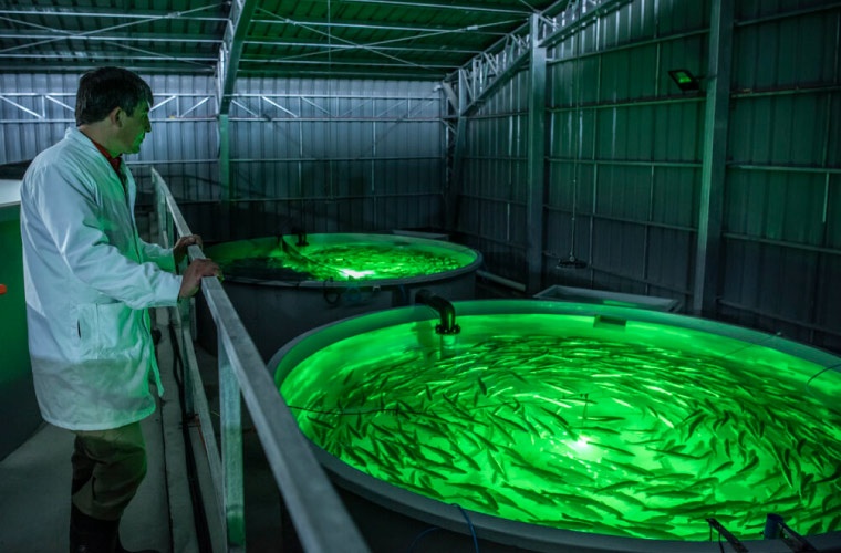 Patagonian King Salmon. Instalaciones Patagonian King Salmon. Instalaciones