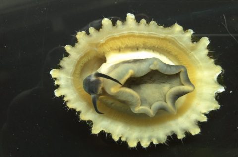 Patella ferruginea, lapa ferruginea /DICYT