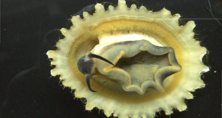 Patella ferruginea, lapa ferruginea /DICYT Patella ferruginea, lapa ferruginea /DICYT