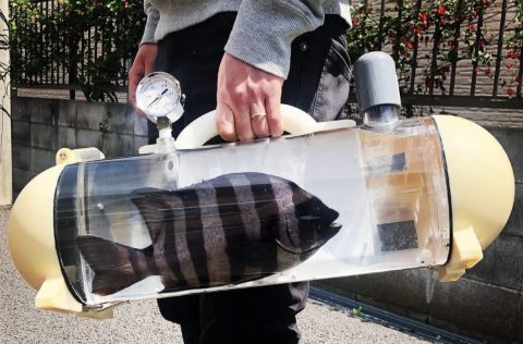 pecera katsugyo peces vivos