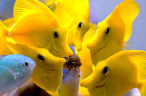 peces-acuario-masstik-amarillos
