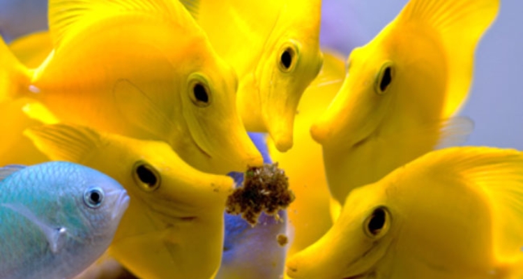 peces-acuario-masstik-amarillos