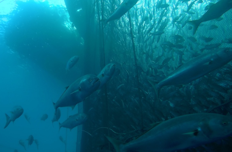 Peces alrededor jaula marina