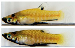 Estudian cómo los anestésicos pueden interferir en investigaciones sobre comportamiento de los peces