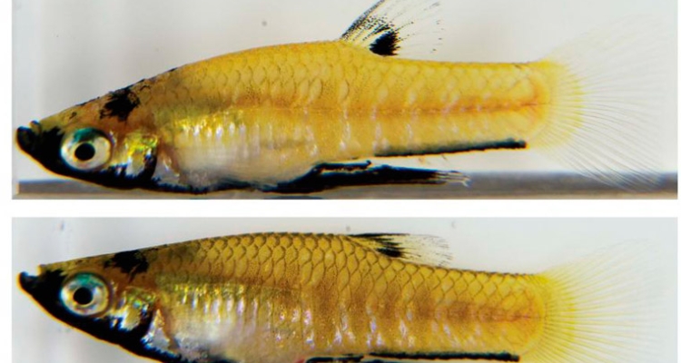 peces-anestesicos-comportamiento-760 peces-anestesicos-comportamiento-760