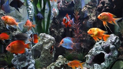 Research in Ornamental Fish: What are the Key Areas of Interest? 