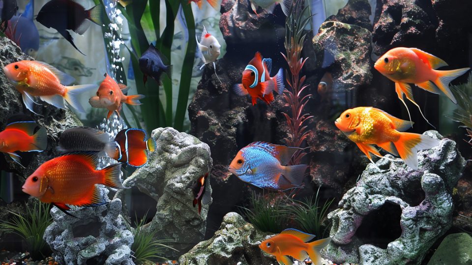 Peces de colores en acuario