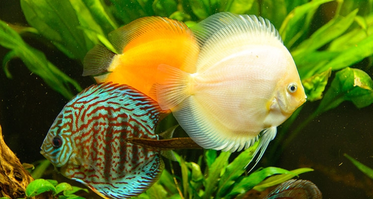 Peces Disco Peces Disco