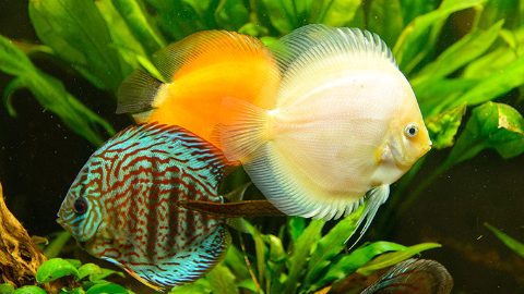Peces Disco
