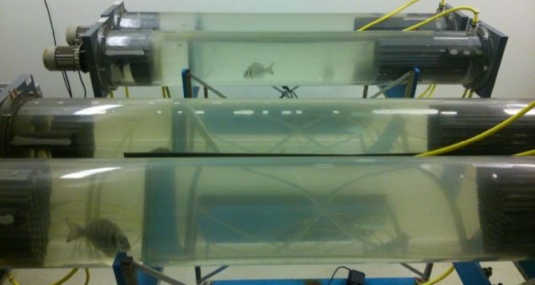 peces-experimentacion-arrjan-palstra