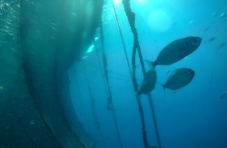 Un estudio refleja la buena convivencia entre peces criados en viveros en mar abierto y silvestres