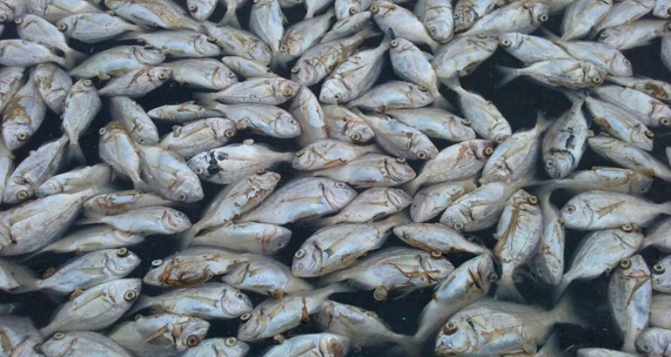 peces-muertos-piscifactoria-leocadia-camposoto-1 peces-muertos-piscifactoria-leocadia-camposoto-1