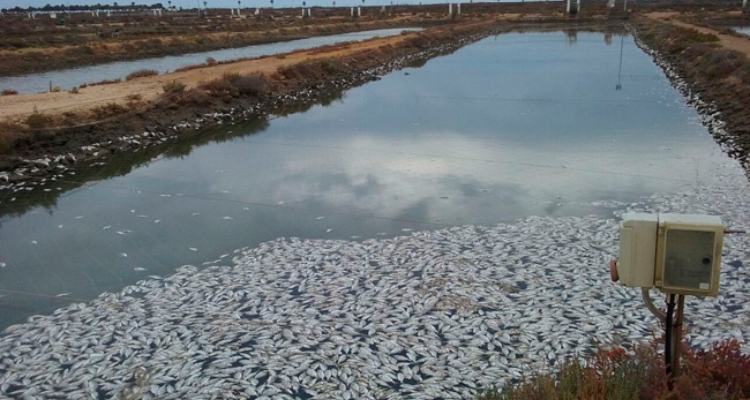 Piscifactoría Cultivos Marinos Integrales - Camposoto
