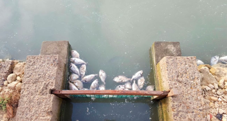 peces-muertos-san-fernando