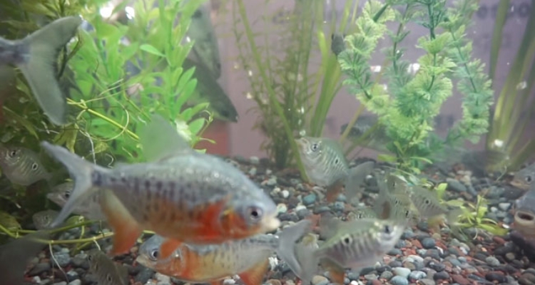 Peces Nativos Perú