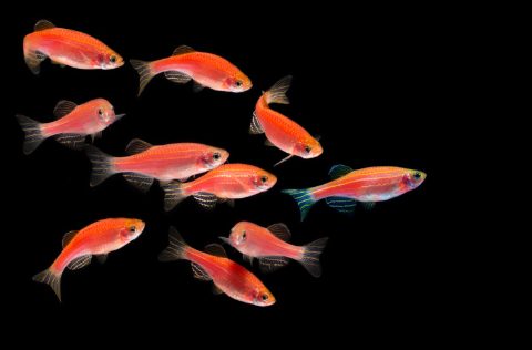 Peces cebra fluorescentes