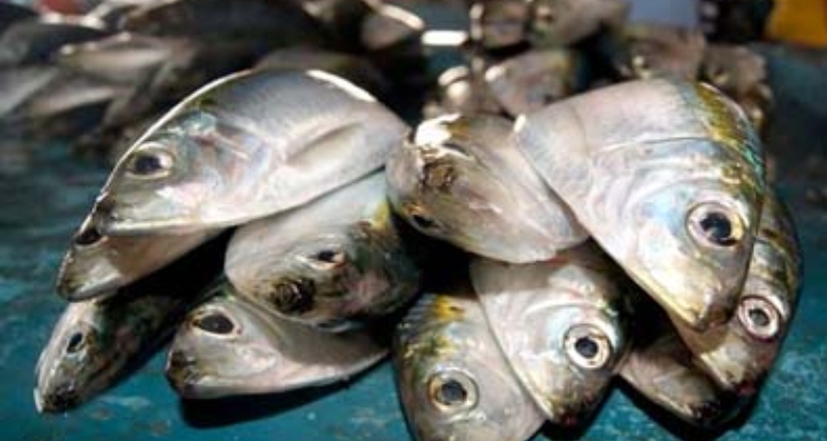 peces_gob_ecuador
