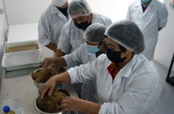 Chile está decidida a lanzar la biotecnología del alga autóctona ‘pelillo’