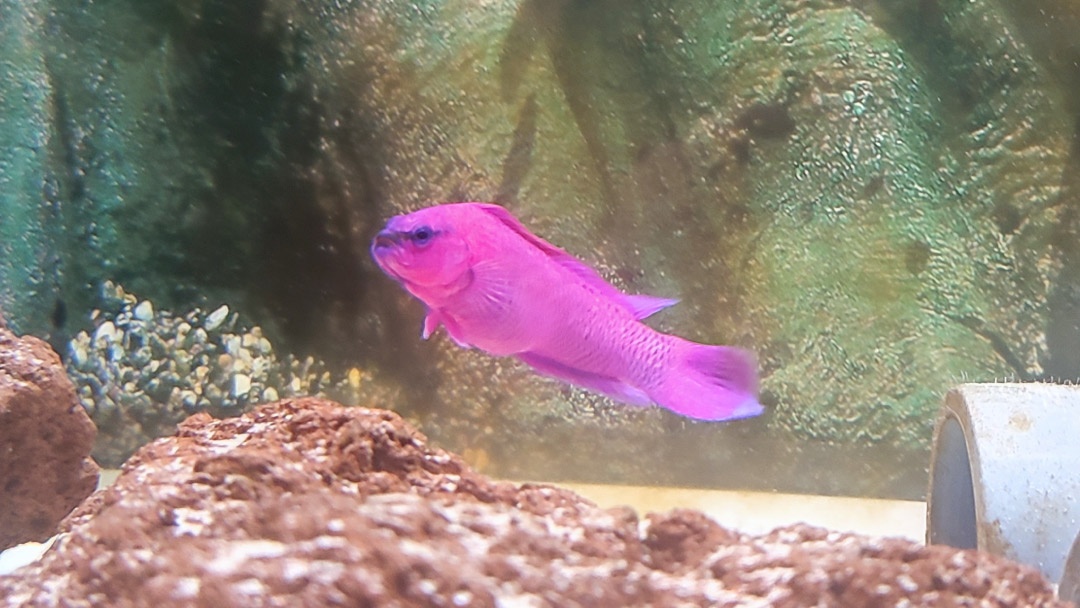 Perca enana - Pseudochromis fridmani Perca enana - Pseudochromis fridmani