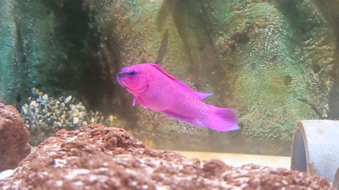 Perca enana - Pseudochromis fridmani