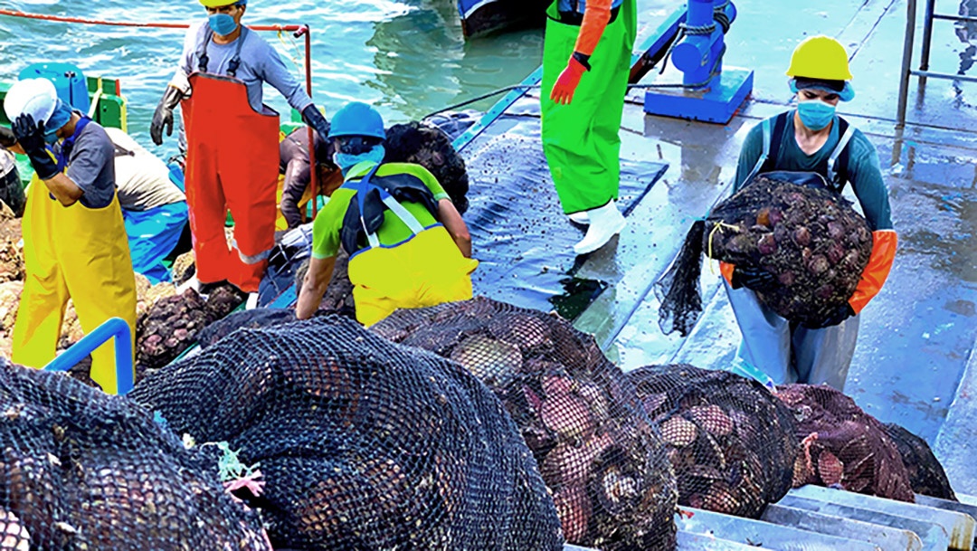Perú, embarques concha de abanico