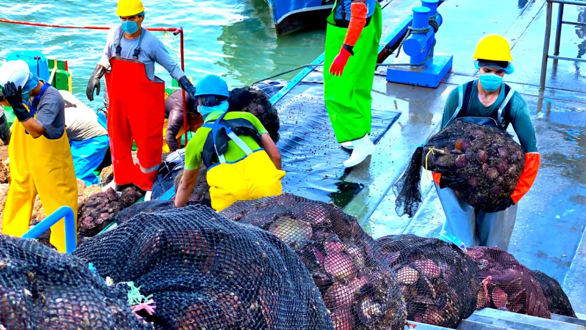 Descarga concha de abanico en Bahía de Sechura, Perú