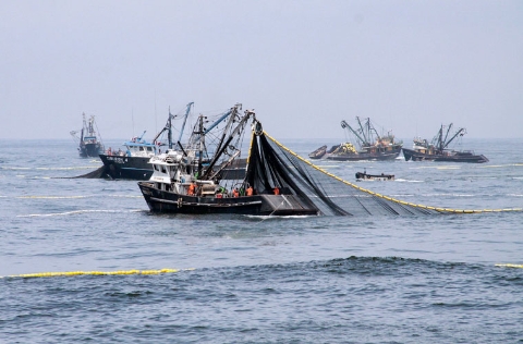 Pesca de anchoveta con arte de cerco