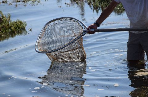 Pesca Peces en Portugal