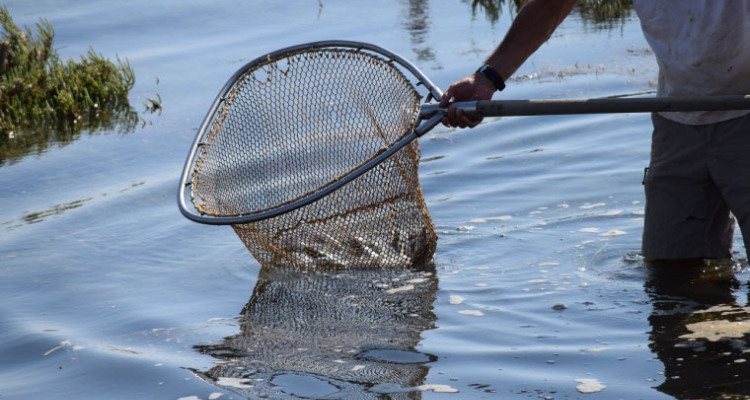 Pesca Peces en Portugal