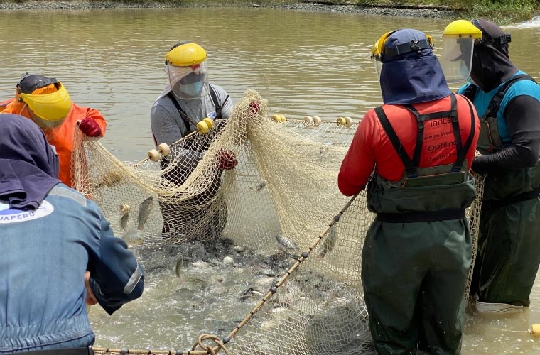 Despesque tilapia SANIPES Despesque tilapia SANIPES