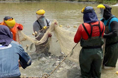 Despesque tilapia SANIPES