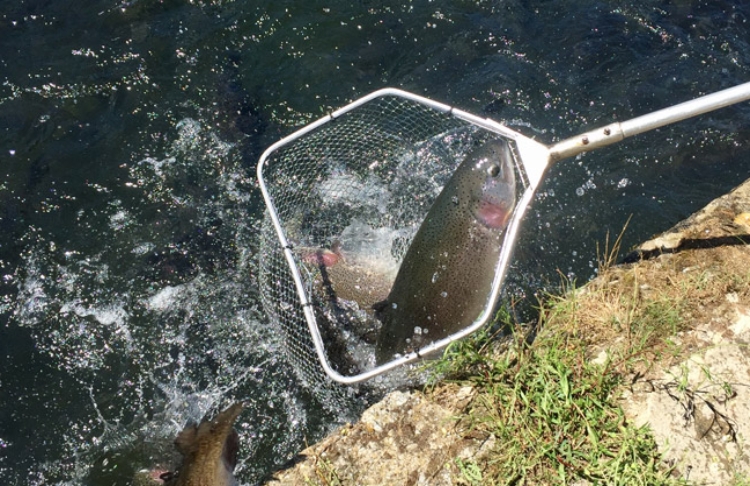 pesca-trucha-arcoiris pesca-trucha-arcoiris
