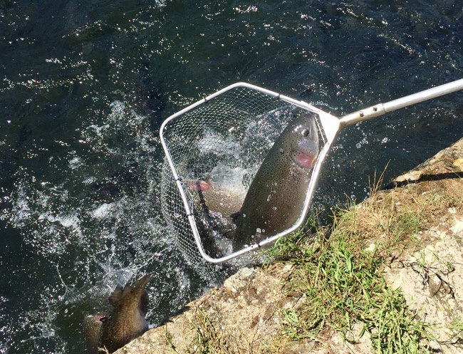 pesca-trucha-arcoiris pesca-trucha-arcoiris