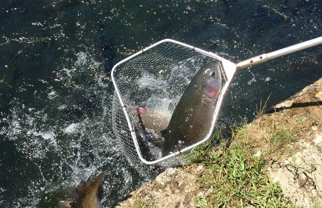 pesca-trucha-arcoiris pesca-trucha-arcoiris