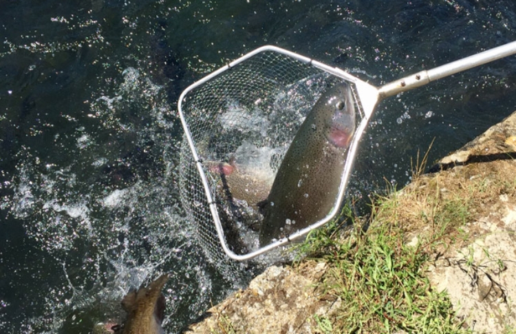 pesca-trucha-arcoiris