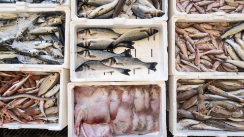 Pescado envasado poliestireno expandido